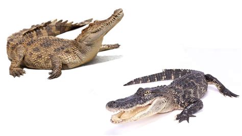 Alligator vs. Crocodile: What's the Difference? - TrendRadars