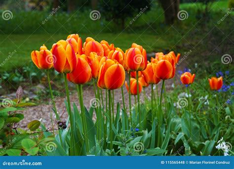 Tulips in the garden stock photo. Image of wild, floral - 115565448