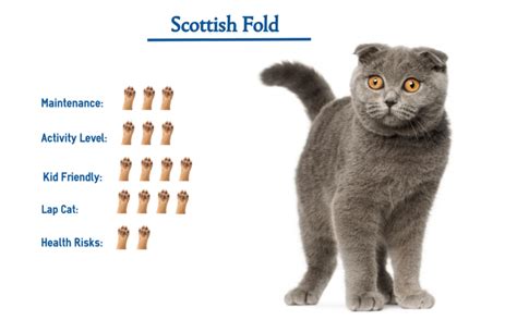 Scottish Fold Cat Breed… Everything You Need to Know at a Glance!