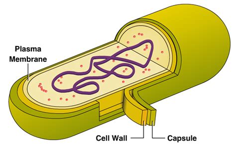 Bacterial Cell Diagram - ClipArt Best