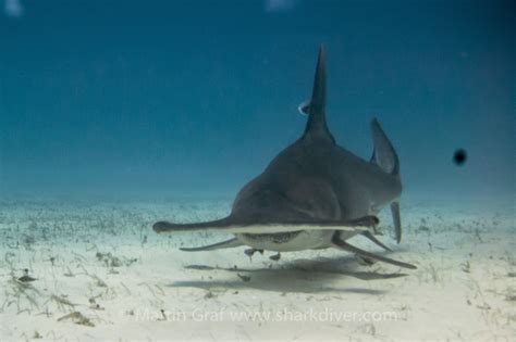 Hammerhead shark attacking diver? - SharkDiver