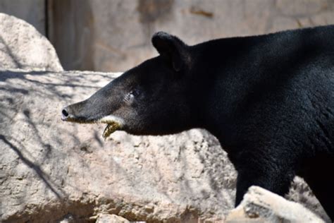 Mountain Tapir - CMZoo