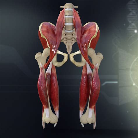 Human Pelvis Muscle Bone Anatomy 3D model | CGTrader