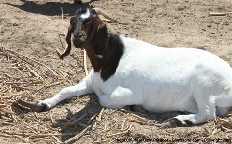 How to Trim a Goat's Hooves in 5 Simple Steps to Prevent Infection