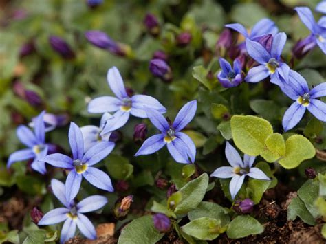 Blue Star Creeper Lawns: Growing Blue Star Creeper As Grass Alternative