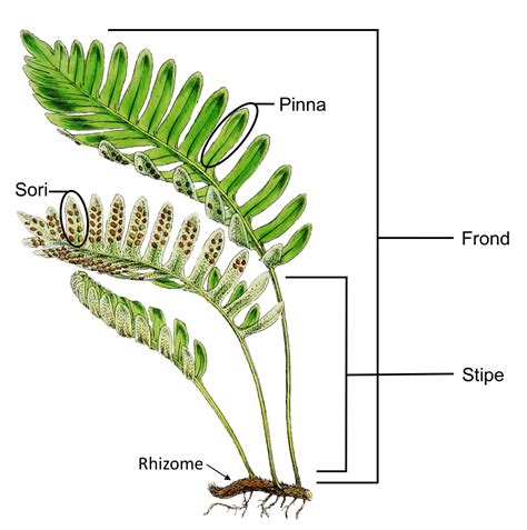 About Ferns — American Fern Society