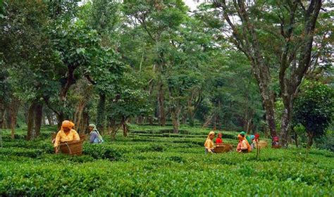 Tea Gardens Palampur - Ketav's Ayush Panchkarma India