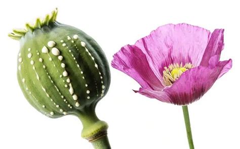 How Is Heroin Made? | From Poppy Plant To Illicit Drug