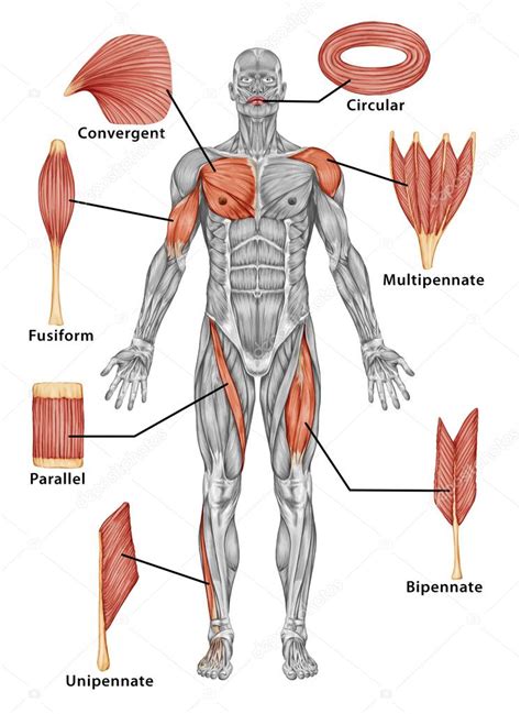 Full Body Muscle Diagram