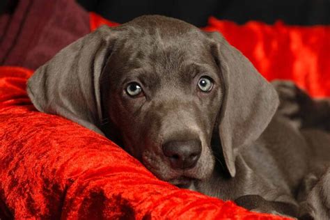 What To Expect From A Weimaraner Lab Mix: Breed 101