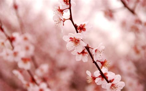 Cherry Blossom Desktop Wallpapers - Wallpaper Cave