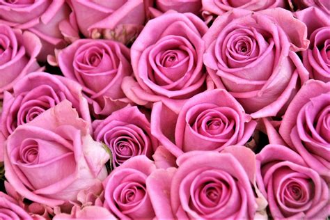 Pink roses HD wallpaper | Wallpaper Flare