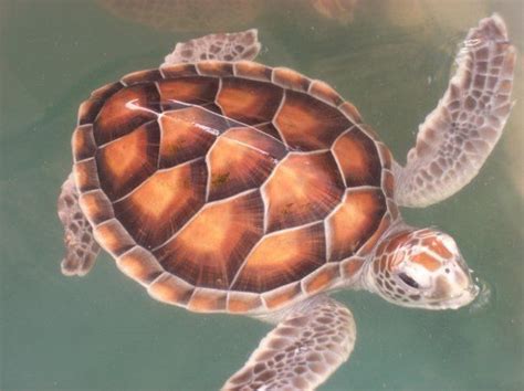 Baby turtle - shell pattern | Turtle, Turtle shell, Pictures of turtles