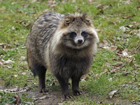 Raccoon Dog Facts - CRITTERFACTS