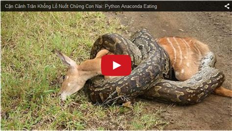 Anaconda Eating A Huge Animal