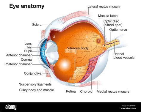 Internal Anatomy Of The Eye