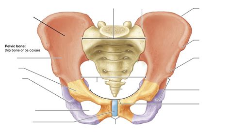 Pelvic Bones Part 1 Diagram | Quizlet