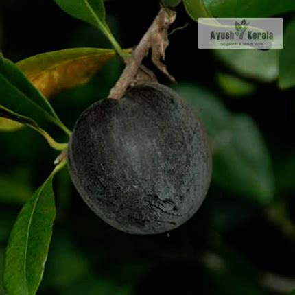 Buy Black Apple (Pouteria Australis) Fruit Plant | Kerala Nursery