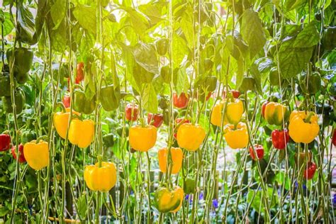 How To Grow Buckets Full Of Bell Peppers + Health Benefits & Recipes Growing Vegetables In Pots ...