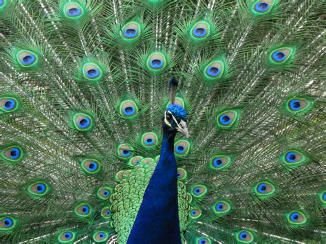 File:Peacock at Warwick Castle.jpg - Wikimedia Commons