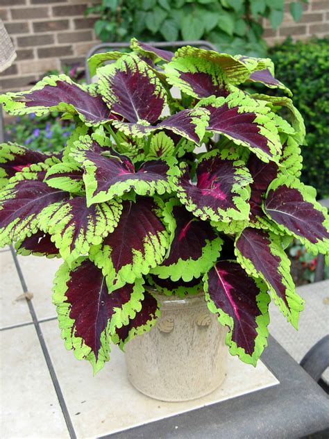 List of 25 Best Plants For Summer Season - Gardenoid