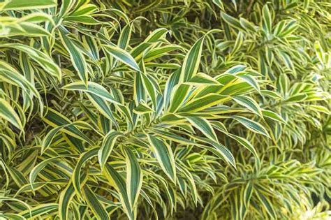 Dracaena reflexa 'Variegata' (Song of India): All You Need To Know