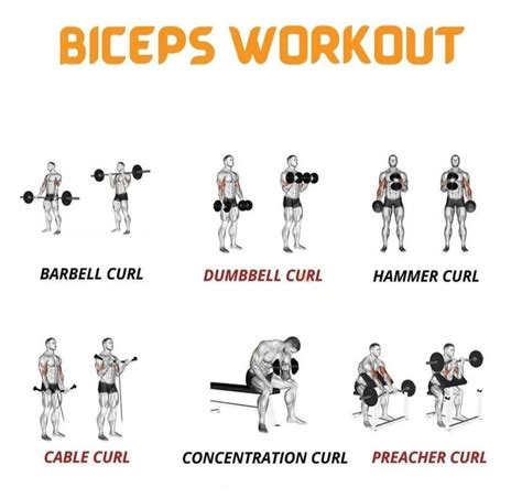 biceps workout|physically fit in 2024 | Biceps workout, Bicep and tricep workout, Barbell workout