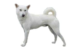 Kishu Ken - Worldly Dogs