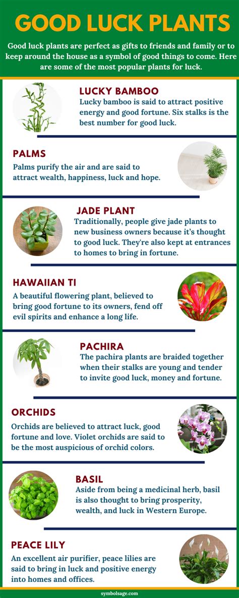 12 Lucky Indoor Plants to Enhance Your Home