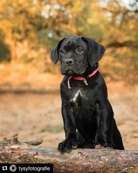 53+ French Bulldog Mix Breeds