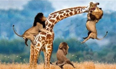 Top Real Most Amazing Moments Of Wild Animal Fights || Wild Animal Fights