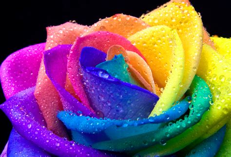 🔥 [50+] Rainbow Roses Wallpapers | WallpaperSafari