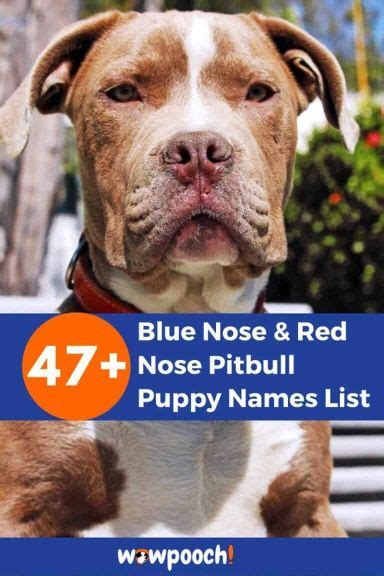 Top 49 Blue or Red Nose Pit Bull Names List With Meaning