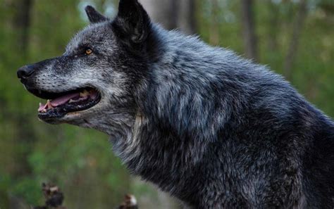 Surviving a Wolf Attack | Modern Survival