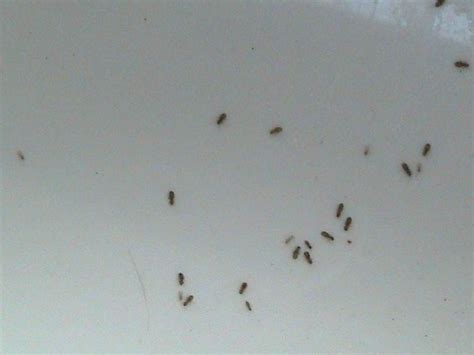 Small Black Ants In House - Wildcard Reining