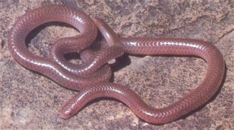 Texas Blind Snake Facts and Pictures | Reptile Fact