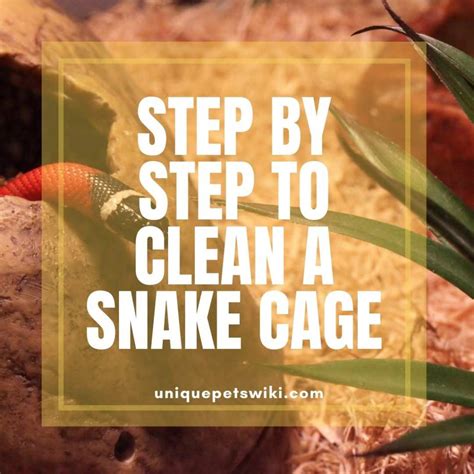 Step By Step to clean a snake cage