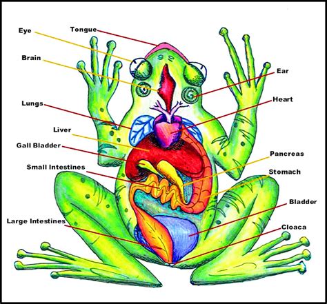 Diagram Of Frog