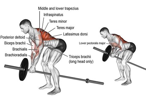 back row machine muscles worked - Milan Perryman