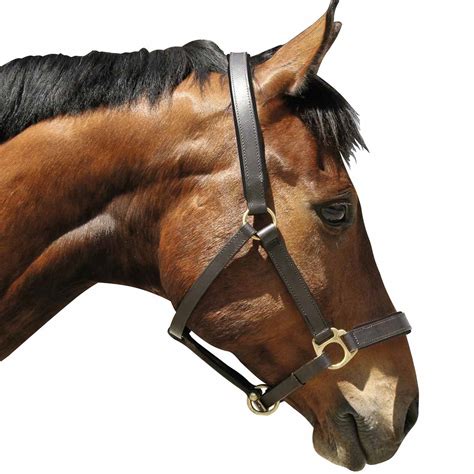 Horse Head-Collar Eco Leather