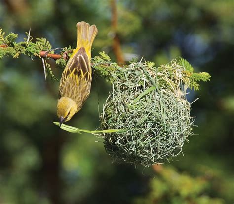 Weaver Bird Nest