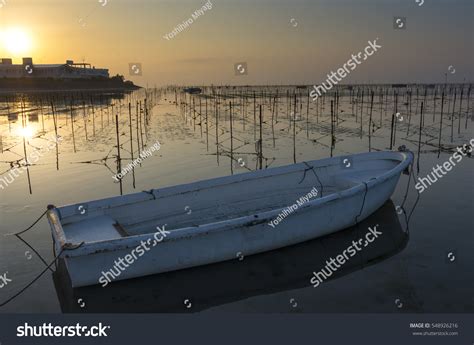 Seaweed Stock Photo 548926216 - Shutterstock