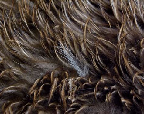 Close-up of albino brown kiwi feathers in a kahu kiwi (kiwi-feather ...