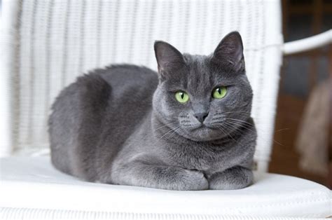 Facts About Russian Blue Cats | What You Need To Know About These Kitties