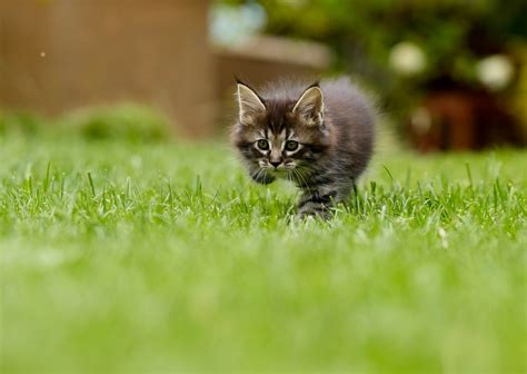 When can kittens go outside? - Vet Help Direct