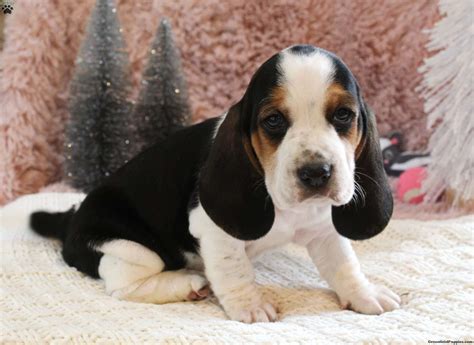 Basset Hound Puppies For Sale - Greenfield Puppies