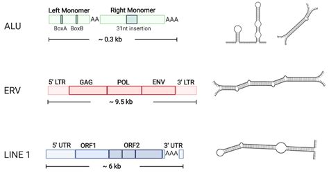 [ベスト] double stranded rna structure 415858-Segmented double-stranded rna viruses structure and ...