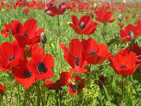 File:PikiWiki Israel 18425 Field of poppies.jpg - Wikimedia Commons