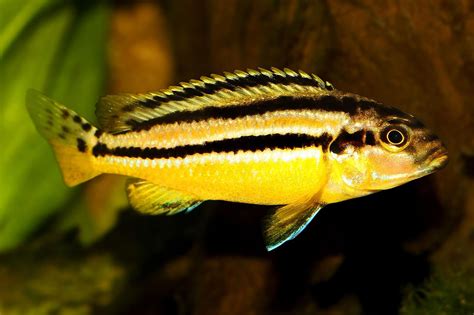 Species Profile: Golden Mbuna (Melanochromis auratus)