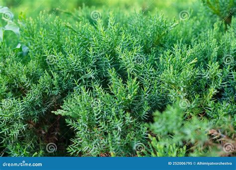 Juniper Bush without Berries Stock Image - Image of branch, needles: 252006795